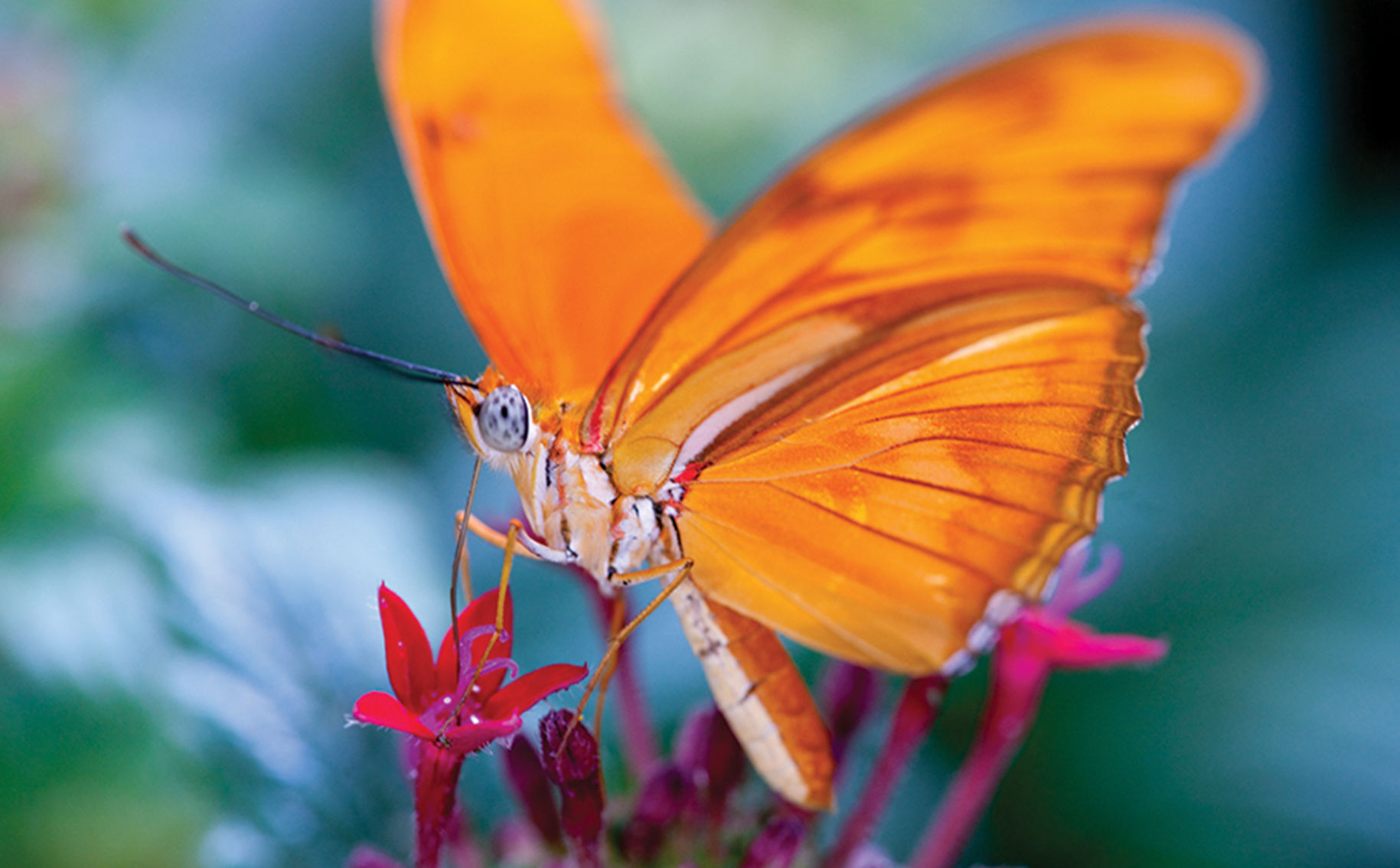Tucson Botanical Gardens Butterfly Magic (Sponsored)